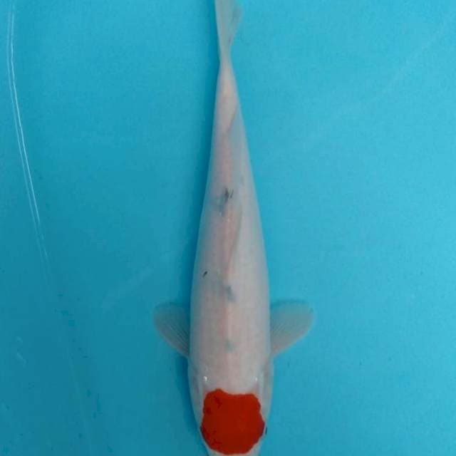 Tancho Ori 30cm