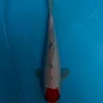 Tancho Ori 30cm