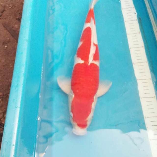 Sandan Kohaku