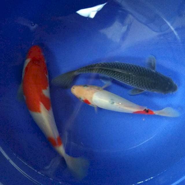 Mix kohaku20cm, sanke doits20bu, chagoi20bu