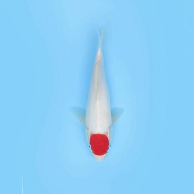 TANCHO KOHAKU ORIGINAL 28 CM