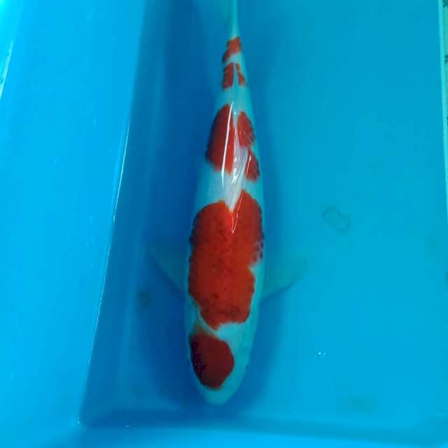 Ai Goromo 32 cm