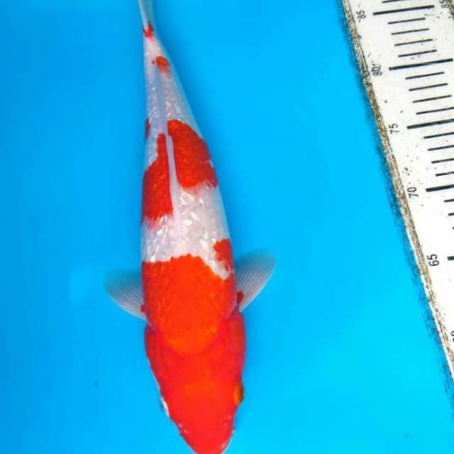 GINRIN A   KOHAKU 35 CM