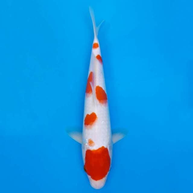 Maruten kohaku sakura