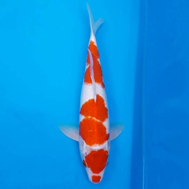 Kucibeni maruten kohaku