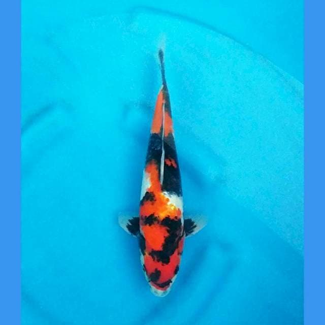 Showa Kid Koi