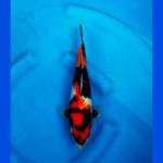 Showa Kid Koi 