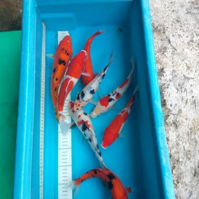 Mix Joss 27-31cm lelang singkat