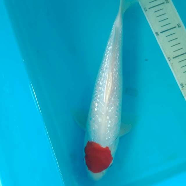 Tancho Ginrin 33 cm