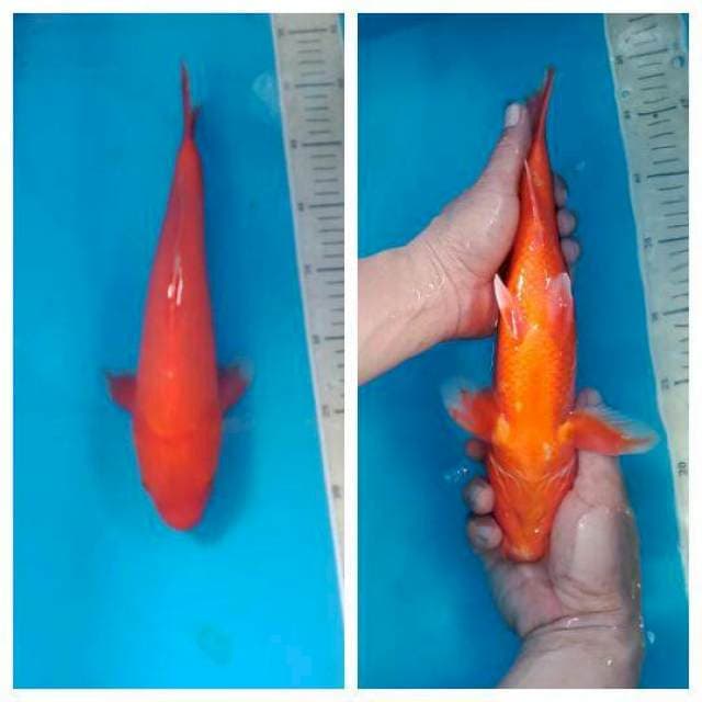 Aka Hajiro Plus 30 cm