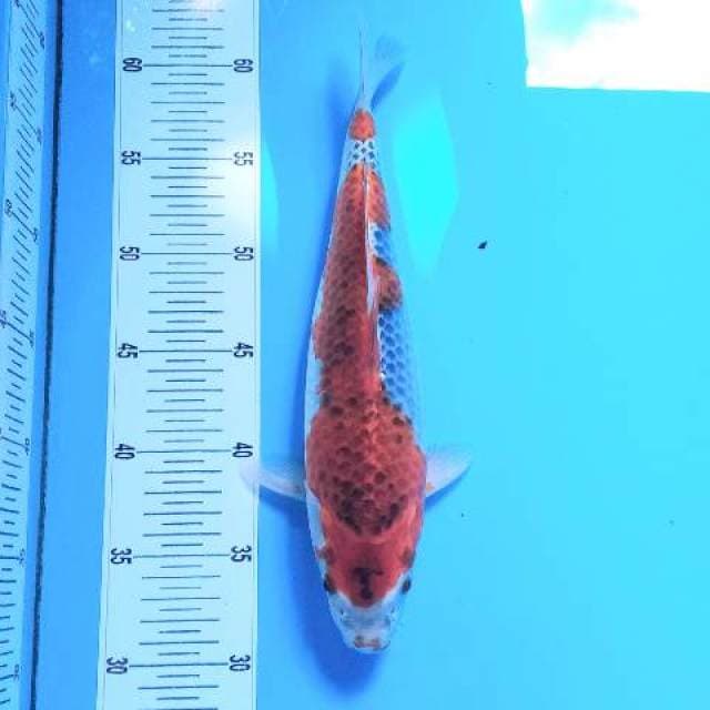 BKS ( GHOSIKI 30 CM )
