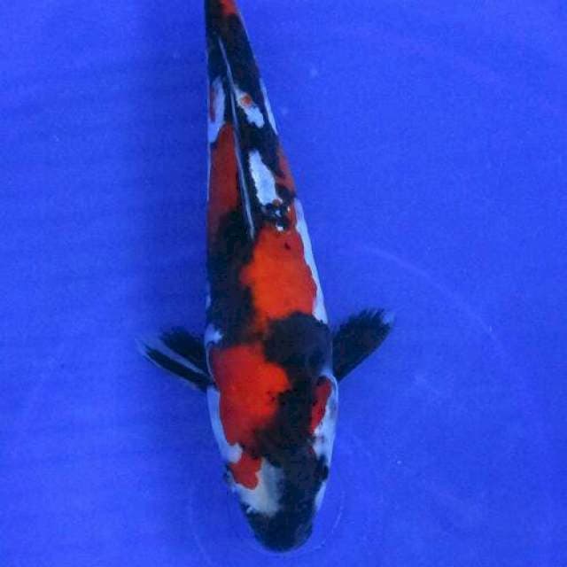 Showa doitsu ±22cm