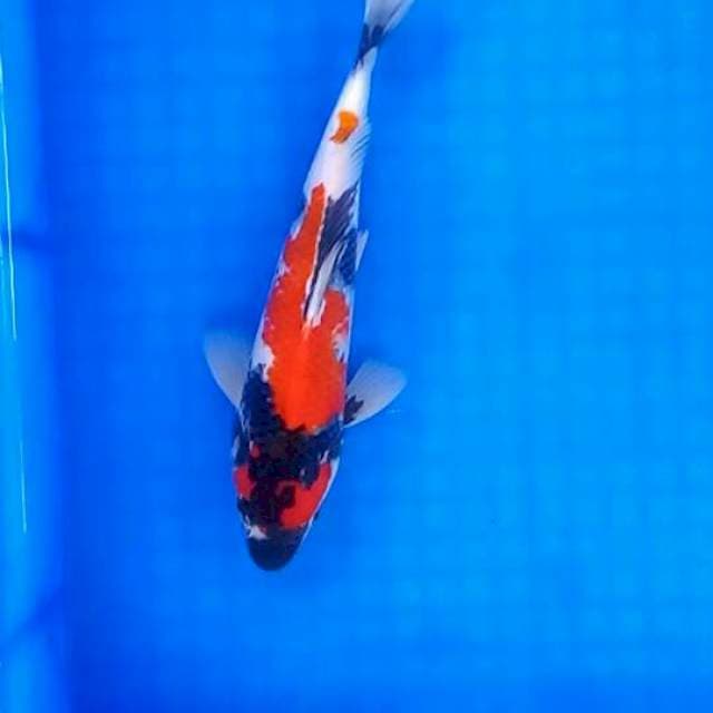 Showa