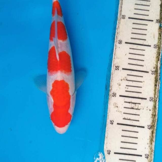 Kohaku calon spesial 30 cm