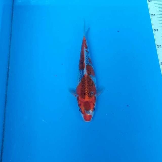 BKS ( GHOSIKI 25 CM )