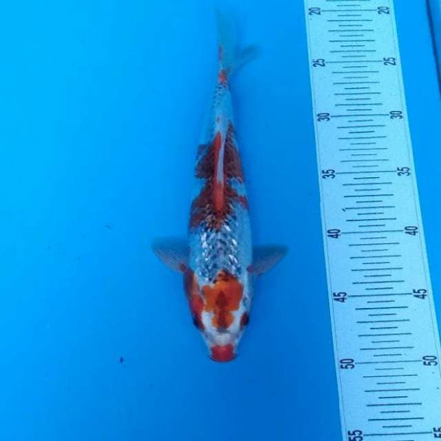 BKS ( GHOSIKI GINRIN 27 CM ) 