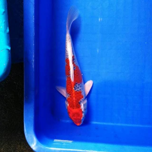Red kujaku  27 cm