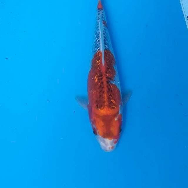 BKS ( GHOSIKI GINRIN 26 CM )
