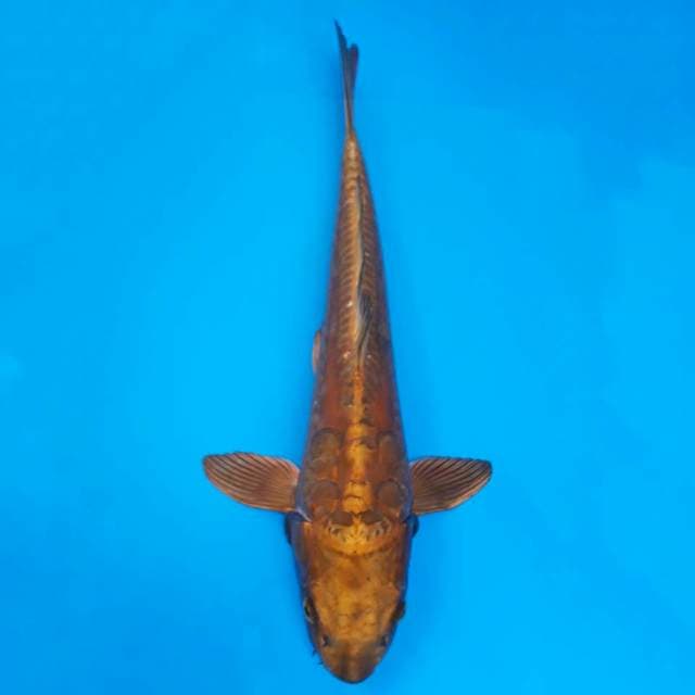 Dainichi tembaga