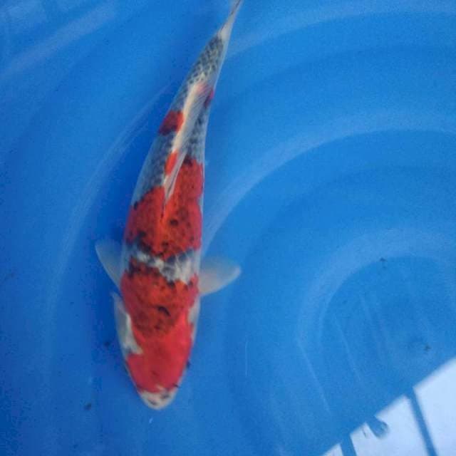 GOSHIKI