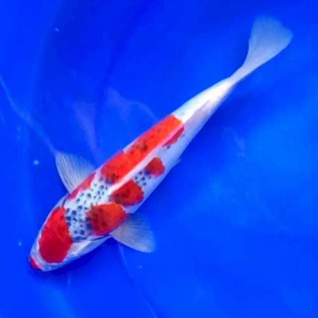 1. GOSHIKI #28CM