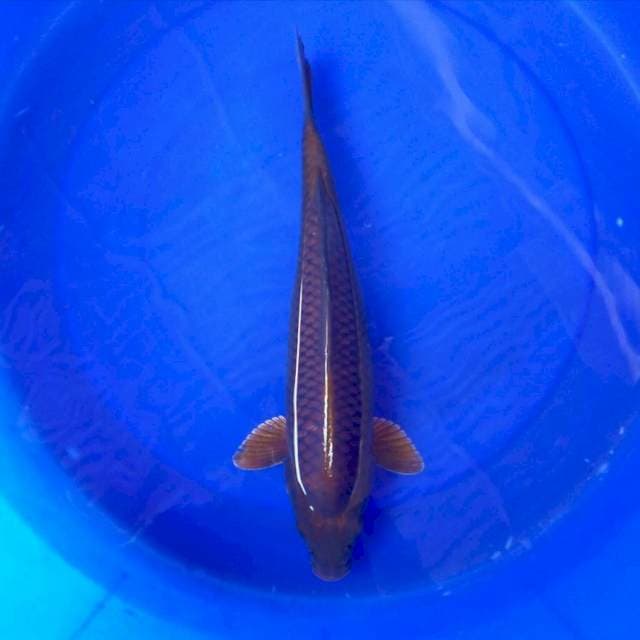 5. TEMBAGA BULKY #39CM
