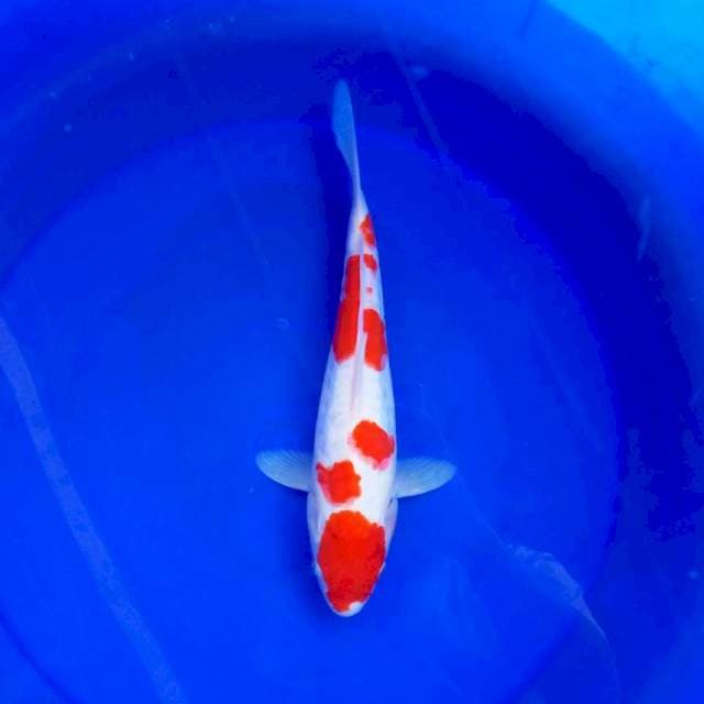 11. KOHAKU DOIT #31CM