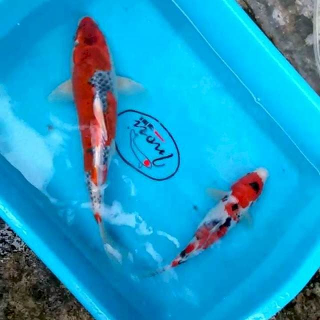 Sanke v ghosiki