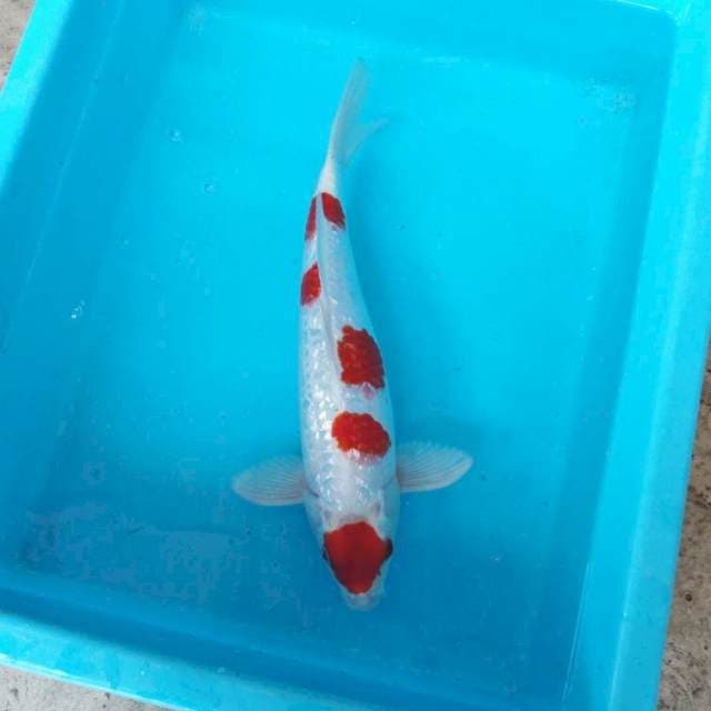 NJK - KOHAKU DOMINO