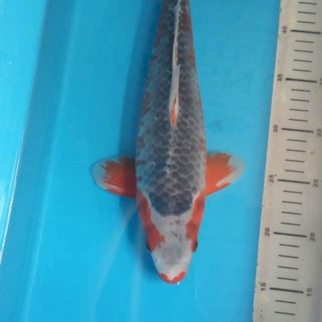 Asagi pejantan tangguh