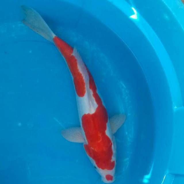 jantan doit 40cm