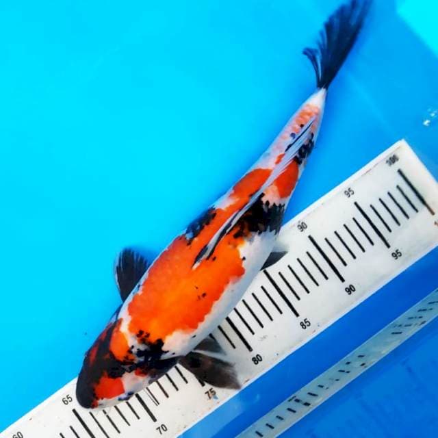 Showa cantik