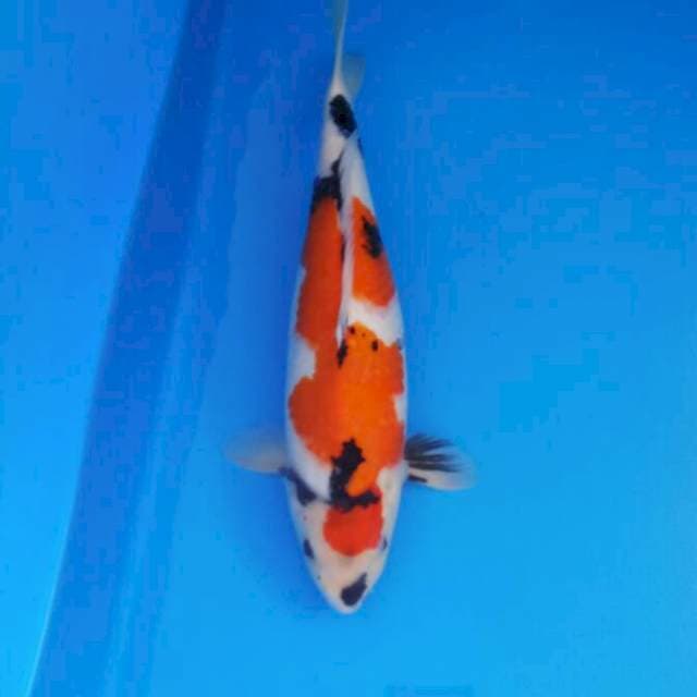Showa