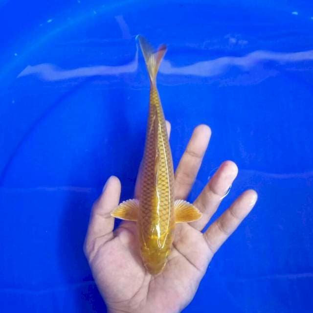 III. Midori 20cm