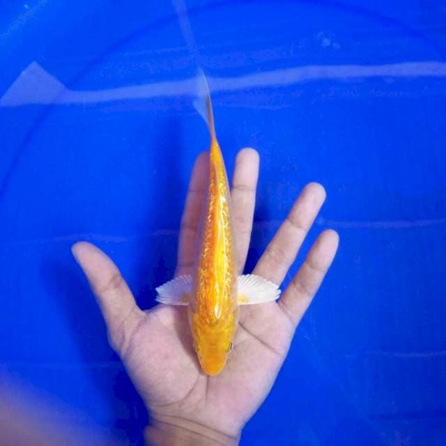 VI. Kinginrin 18cm