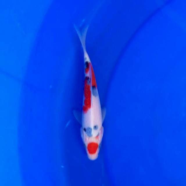 X. Maruten Sanke Tategoi 20cm