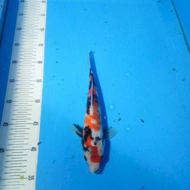TYK Showa 26cm