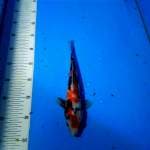 TYK Showa 26cm