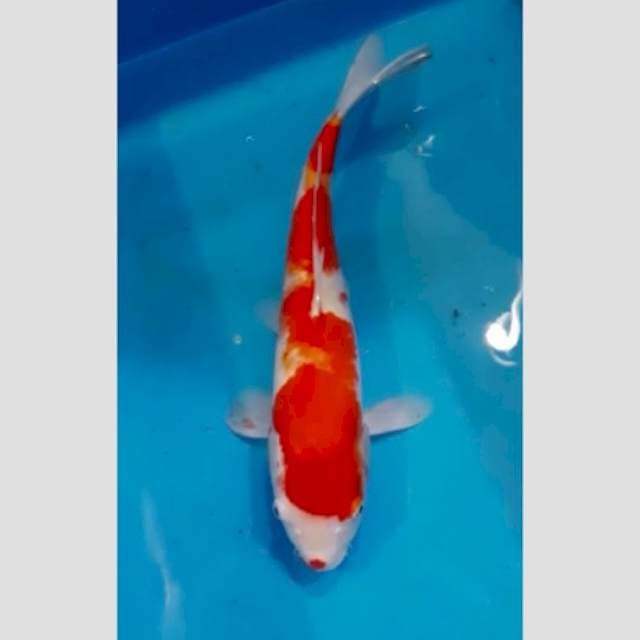 kohaku import 45bu dikating  (no serty)