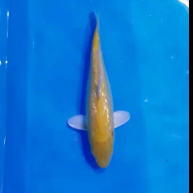 karashi ginrin obral ob 0