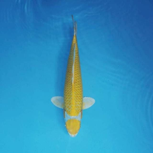 ATAKA 6 - MARU HIKARI ®
