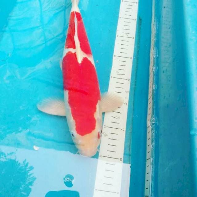Nidan Kohaku