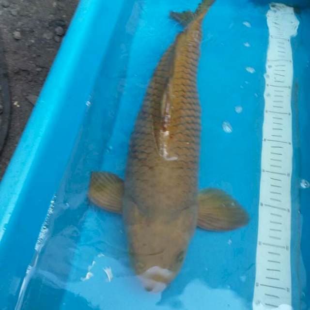 Penjinak Kolam
