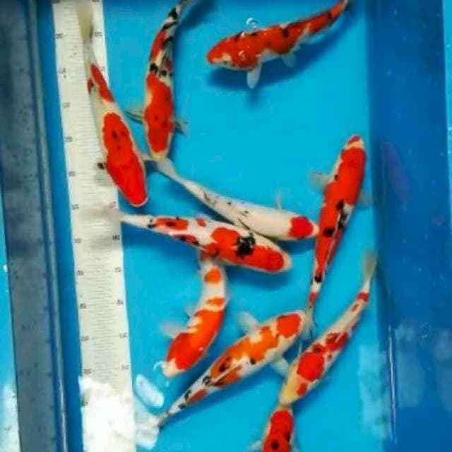 28-33cm 10ekor