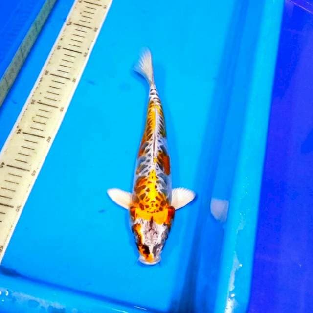 Kiko kiko