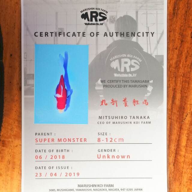 Tamasaba (Marushin) 9 cm. Import dan sertifikat
