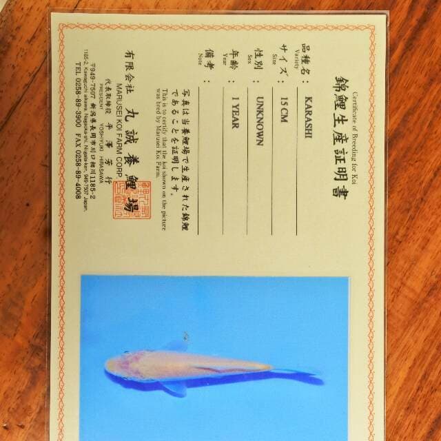 Karashi (Marusei) 15 cm. Import dan sertifikat