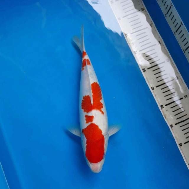 KOHAKU ABSTRAK