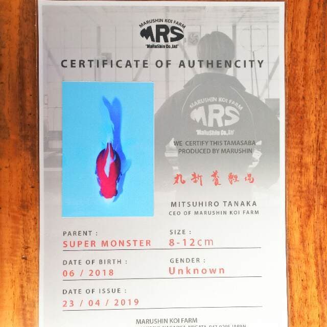 Tamasaba (Marushin) 8 cm. Import dan sertifikat