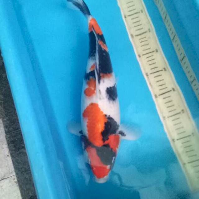 Showa 40 cm